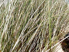 Suddenly a Stranger slinks up and starts Touching my fur covered Pussy on the Beach