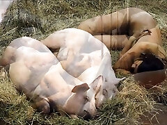 Videoclip - Disliker Pigs Videoclip - Disliker Pigs