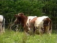 Viola Extraordinary - Extraordinary Number trio - Indecent Chicks