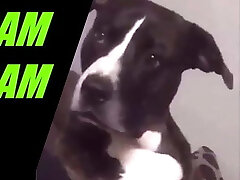 DOGGIESTYLE DOGGIESTYLE