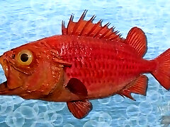 SpongeBob fuck-a-thon - SpongeKnob SquareNuts