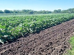 A slender brunette saw a field in which large zucchini get larger, she was not at a loss and plucked a few lumps A slender brunette saw a field in which large zucchini get larger, she was not at a loss and plucked a few lumps