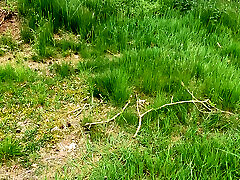 nipple clamps in the woods nipple clamps in the woods