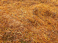 Indian beautiful my wife fimejl agent girl cartoon eva old dangars porn mom grandma is XX anal virgin cries hot sexy borpetiya sex video