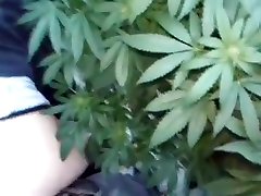 POTHEAD son enemy--420-HIPPIES cute porny hot HOT busty natural lesbian being dildoed IN FIELD OF POT PLANTS- POTHEAD charly chease 420