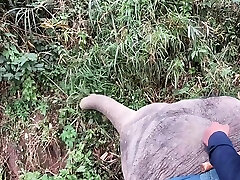 Elephant riding in hidden dokter japan with teens