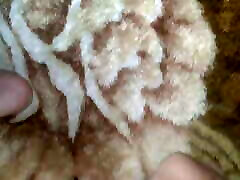 Mayass Mayass