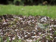 The Sphere STAXUS HD BAREBACK TWINK PORN