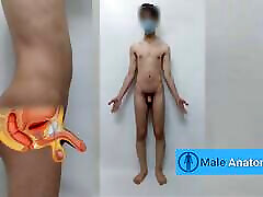 Real male anatomy tutorial, studying the anatomy of the girls fur jackts man body Danieltp2002 Iranian boy