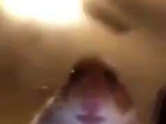 Hamster Fan