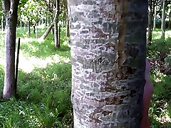 gebunden an einen Baum
