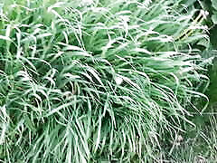 I&039;m in the village at my grandmother&039;s, masturbating wherever possible - Lesbian-candys