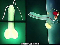 Anatomische Sex an Verschiedenen Orten 1960er-Jahrgang