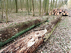 seins nus punis sur le chemin forestier