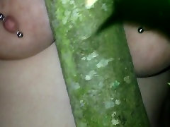 Синицы на деревьях-7-14-2016