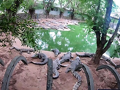 Crocodiles munching and Thai GF cumming