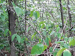 Risky lesbian masturbation in the forest