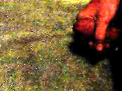 thane padmanabha slutty creampie cum shot