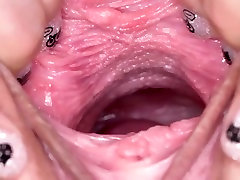 बिल्ली स्वास्थ्य-चक्कर delphine