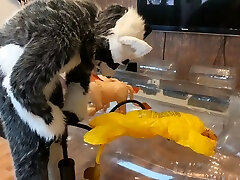 playing with some inflatable lions..