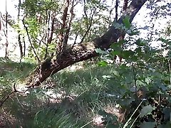 buckel einen baum