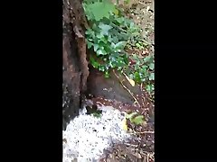 утренняя моча на дереве