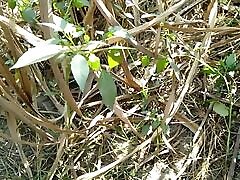 Gaon wali Bhabhi ko jungle ke khet me jhuka kar choda